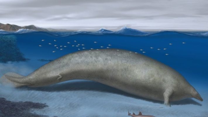 【古生物学】地球史上最も重い可能性 体重300トン超クジラの一種の化石発見